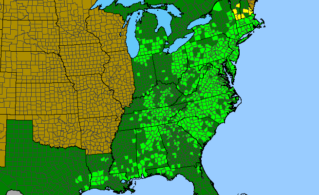 The range of Aureolaria virginica